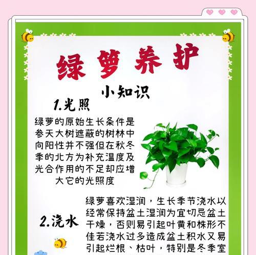 刚种植的绿萝如何进行养护？怎样确保绿萝快速生根？