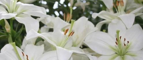 爱的呵护花语代表什么？如何用花语表达关怀？