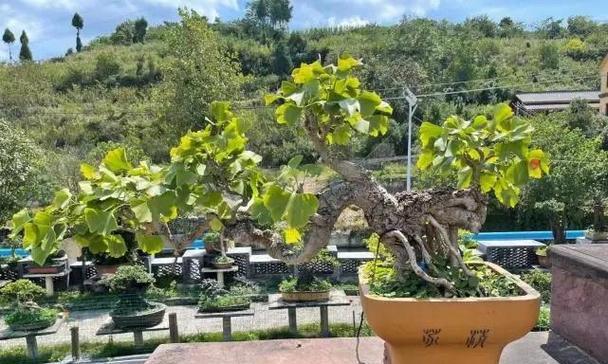 银杏树盆景的最佳种植环境是什么？如何选择合适的地点？