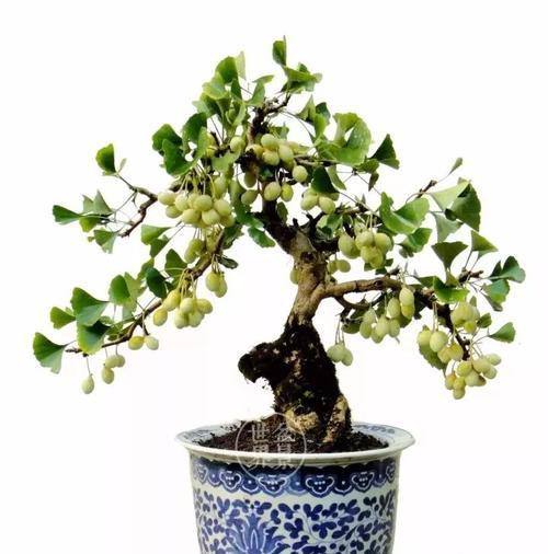 银杏树盆景的最佳种植环境是什么？如何选择合适的地点？