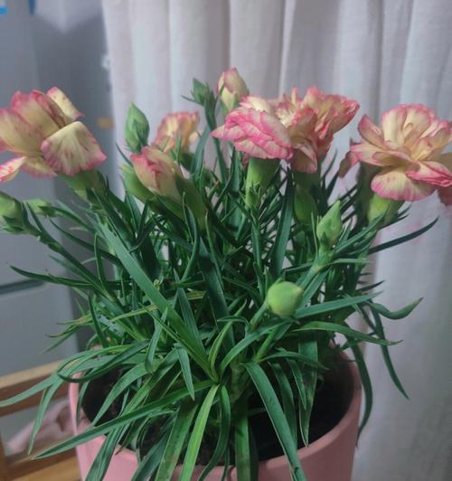 康乃馨盆栽养护有哪些要点？怎样才能养好康乃馨？