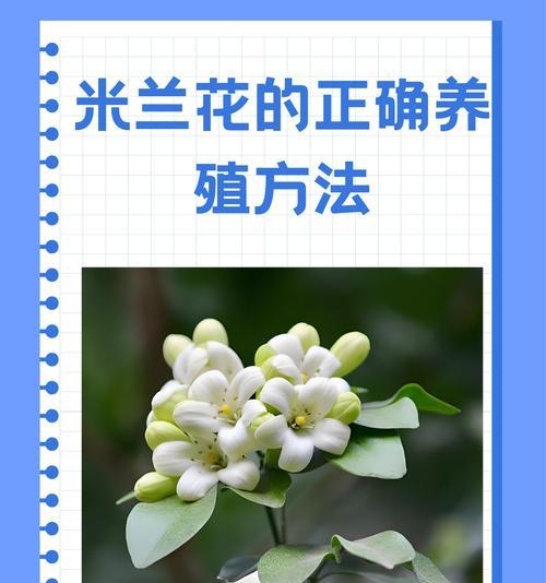 米兰秋季的养护要点是什么？