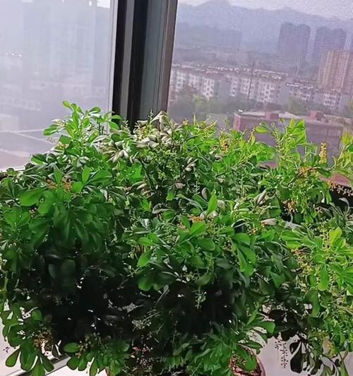 米兰秋季的养护要点是什么？