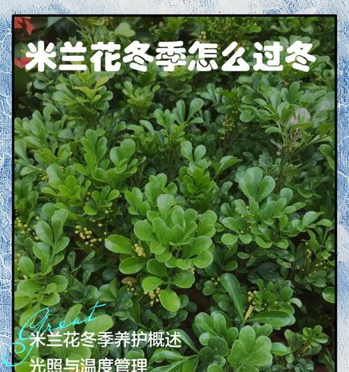 米兰秋季的养护要点是什么？