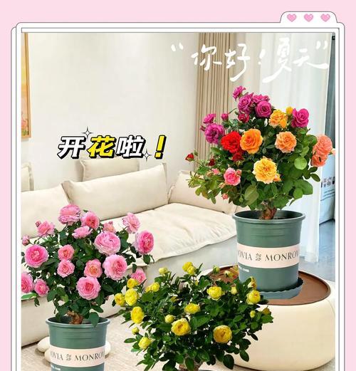 四季玫瑰花盆栽养护技巧有哪些？如何保持四季开花？