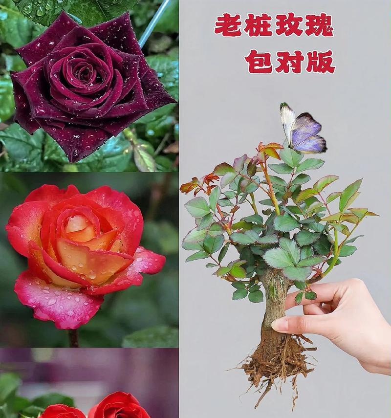 四季玫瑰花盆栽养护技巧有哪些？如何保持四季开花？