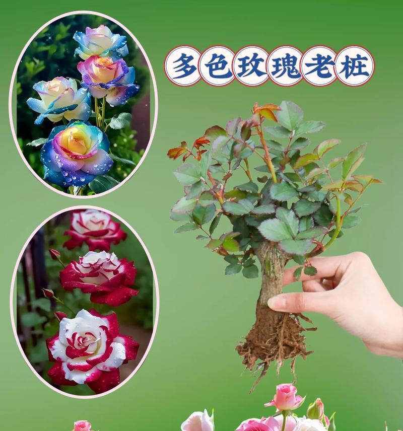 四季玫瑰花盆栽养护技巧有哪些？如何保持四季开花？