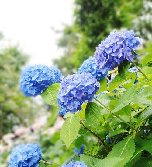 大家能认出这是什么花的花语？这种花语代表了什么？