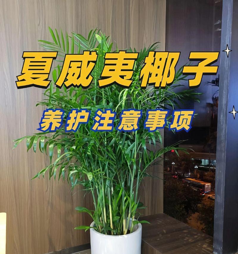 椰子竹叶子发黄的原因是什么？如何进行有效救治？