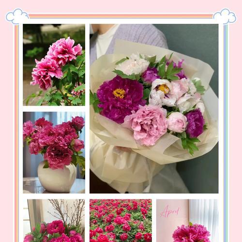 做自己的花代表什么花语？如何用花语表达自我？