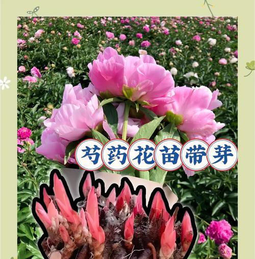 做自己的花代表什么花语？如何用花语表达自我？
