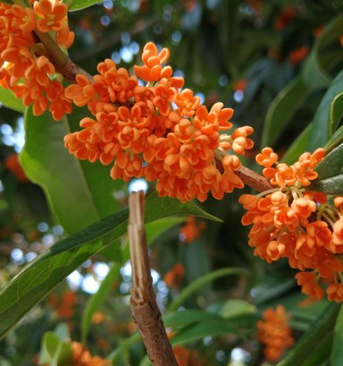 桂花的种类及其特点是什么？