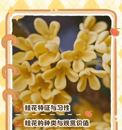 桂花的种类及其特点是什么？