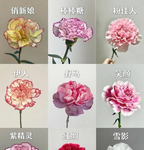 康乃馨33朵的花语是什么？它代表了什么含义？
