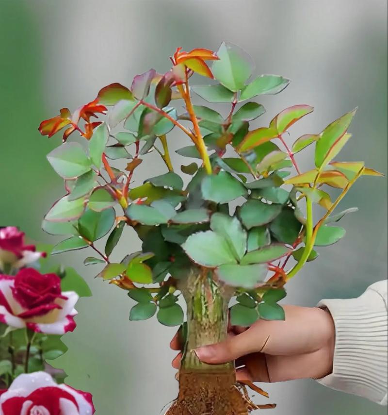 奉承校长的花语和寓意是什么？它代表了什么？