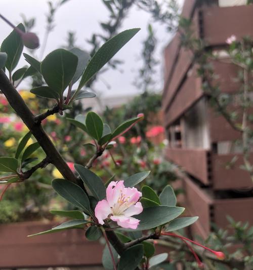 奉承校长的花语和寓意是什么？它代表了什么？