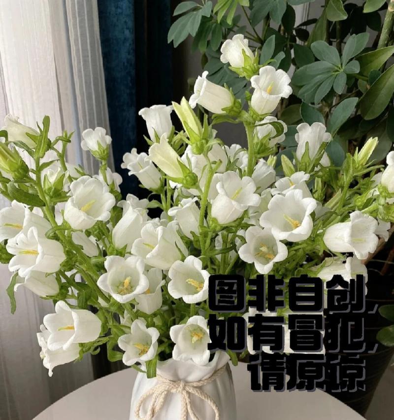 奉承校长的花语和寓意是什么？它代表了什么？