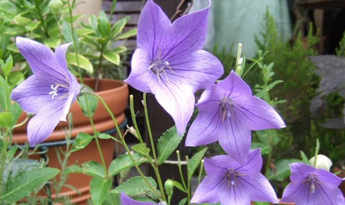 狂妄的花语是什么？哪种花代表狂妄？