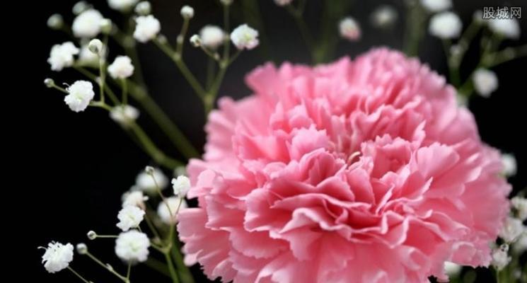 狂妄的花语是什么？哪种花代表狂妄？