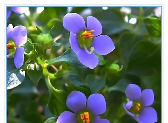 紫芳草的养殖方法和注意事项？如何保持紫芳草的健康生长？