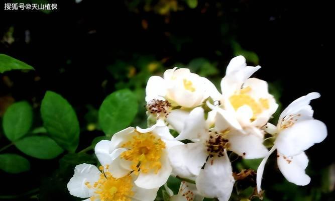 荼靡花的花语代表了什么？