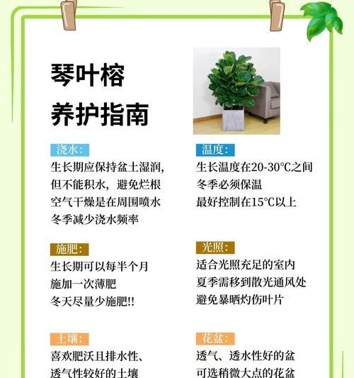 榕树烂根去除后如何恢复生长？