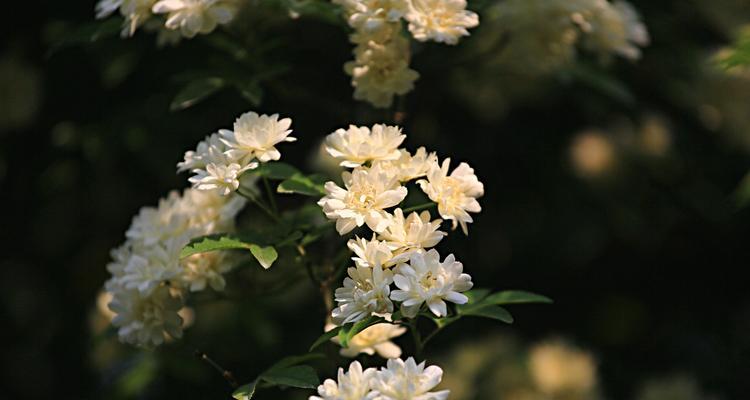 荼靡花的花语代表了什么？
