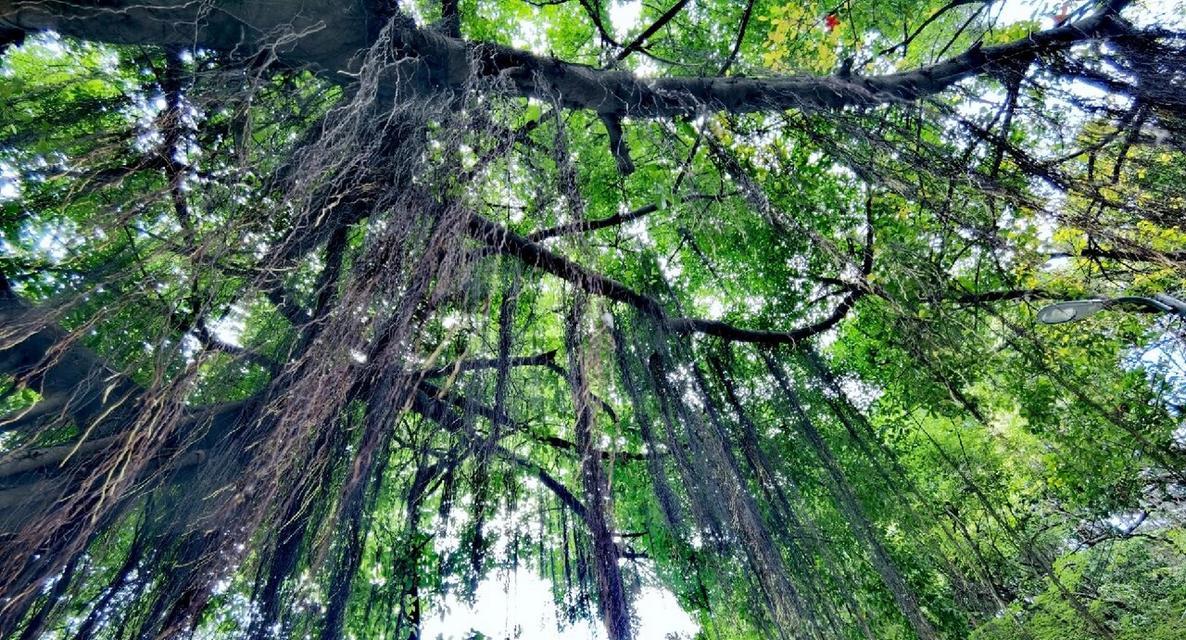 榕树烂根去除后如何恢复生长？