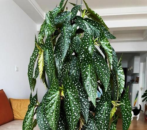 大叶的花卉都有什么？如何选择适合的品种？