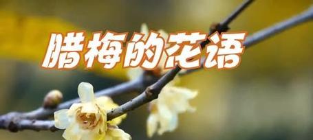花语爱人尽皆知是什么花？哪种花代表了广为人知的爱？