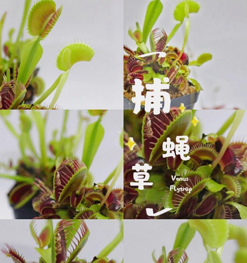 捕蝇草的特征有哪些？