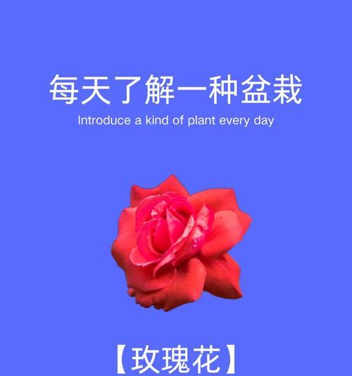 妖艳芬芳的花语代表了什么？