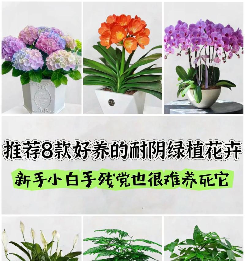送朋友花卉有哪些寓意？如何选择合适的花卉？