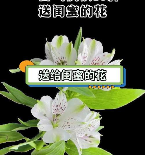送朋友花卉有哪些寓意？如何选择合适的花卉？