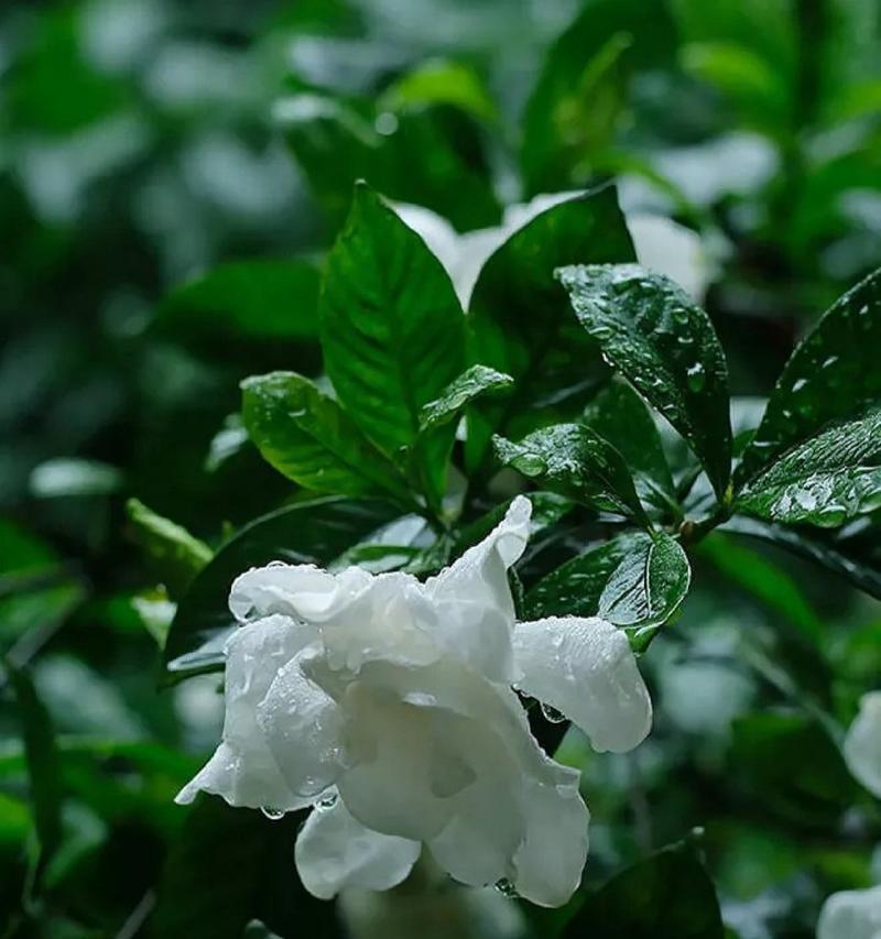 修心修行的花语有何寓意？修心修行的花语代表什么？