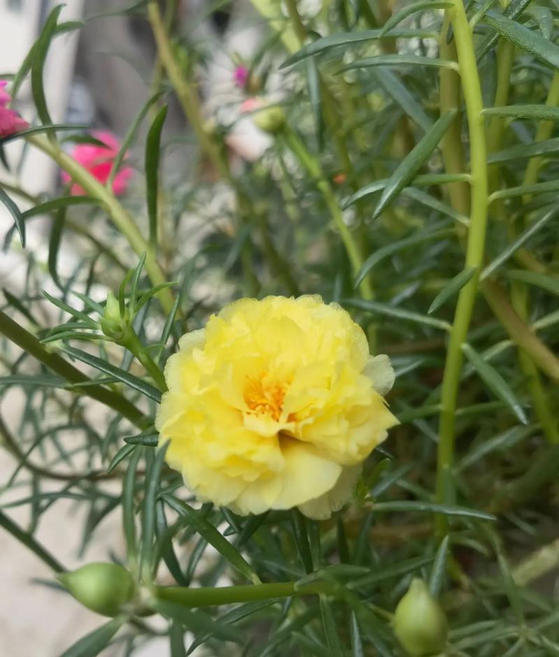 修心修行的花语有何寓意？修心修行的花语代表什么？