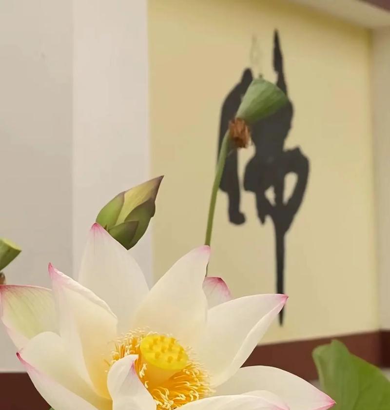 修心修行的花语有何寓意？修心修行的花语代表什么？