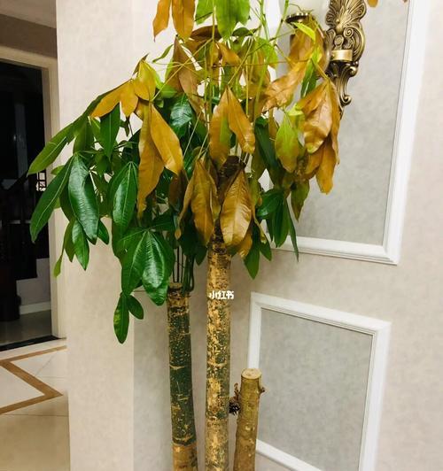 发财树的日常养护需要注意什么？如何解决发财树黄叶问题？