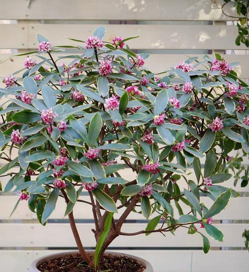 室内养花推荐？哪些花卉最适合家里？