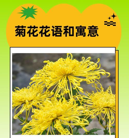笑看四季的花语有何寓意？它象征着怎样的生活态度？