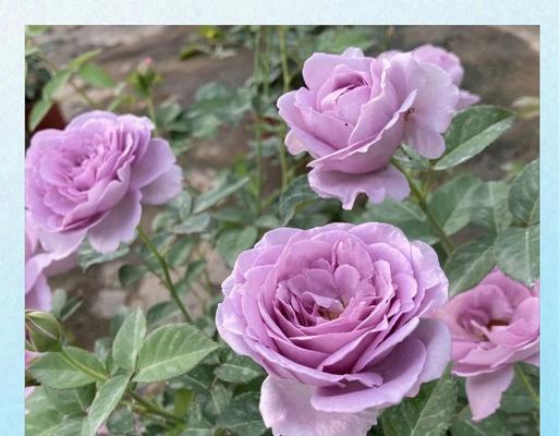月季花适宜浇什么类型的水？浇水时应注意什么？