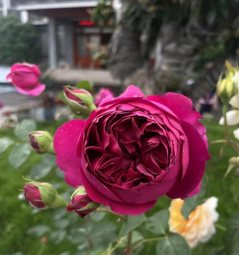 月季花适宜浇什么类型的水？浇水时应注意什么？