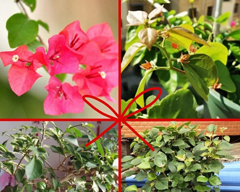 月季花适宜浇什么类型的水？浇水时应注意什么？