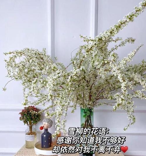 雪柳花语是什么？白色玫瑰20朵又代表什么？