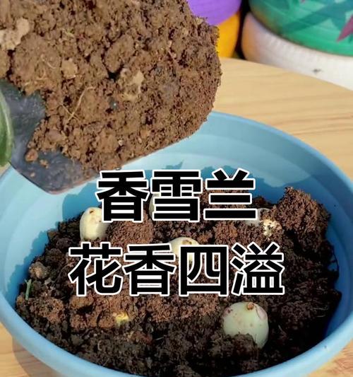 小苍兰开花后应该怎么办？如何进行后续养护？