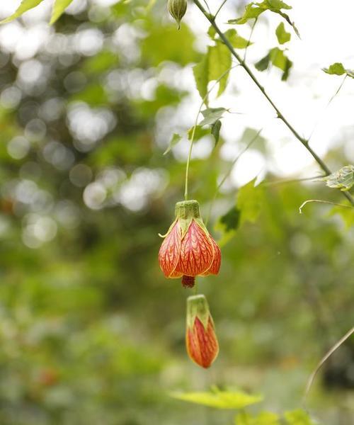 假山红灯笼花的花语代表什么？