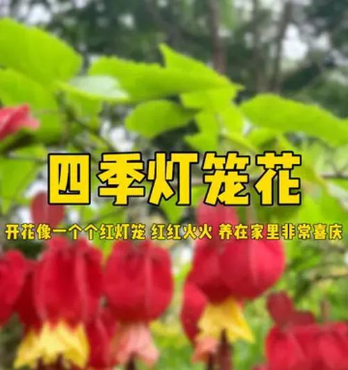 假山红灯笼花的花语代表什么？