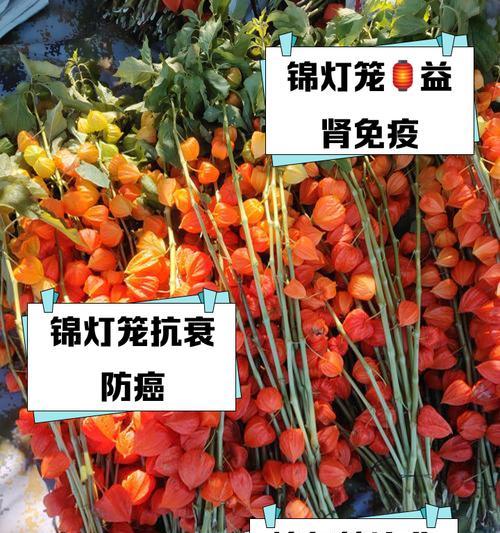 假山红灯笼花的花语代表什么？