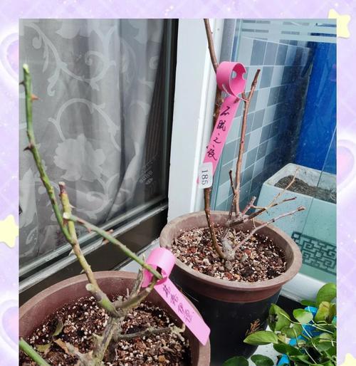 月季如何换盆？月季换盆的最佳时机和步骤是什么？
