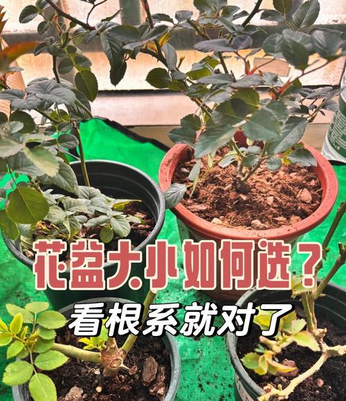 月季如何换盆？月季换盆的最佳时机和步骤是什么？